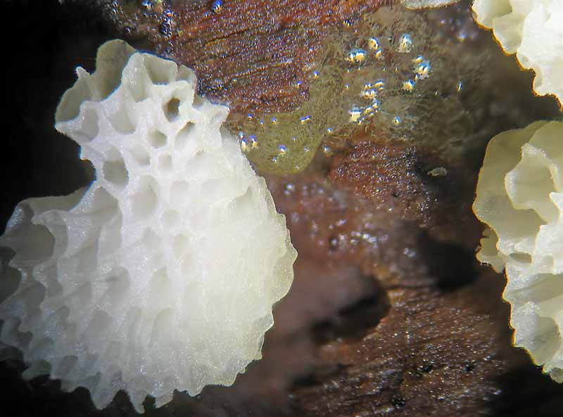 Ceratiomyxa